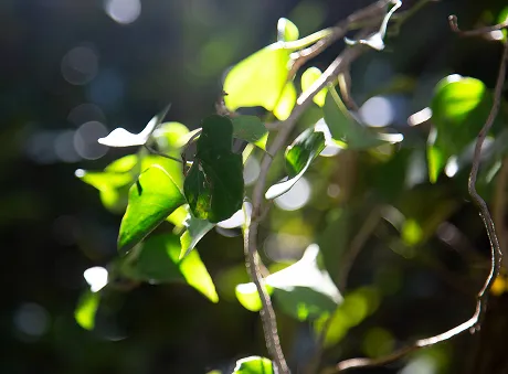 Top green area of summer school